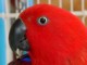 04364OudtshoornRedhead.jpg