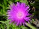 04392KnysnaBraLillaBlomstOgEnMaur.jpg
