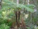 04454KnysnaElephantTrailTvillingbregner.jpg