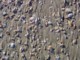 04513JeffreysBaySkjellstrand.jpg