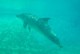 04569PortElizabethUndervannsdelfin.jpg