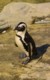 04573PortElizabethJackass.jpg