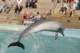 04587PortElizabethLuftdelfin.jpg