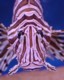 04599PortElizabethFarligFisk.jpg