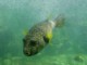 04604PortElizabethOppblaasbarFisk.jpg