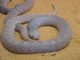 04611PortElizabethViper.jpg