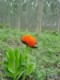 04782KwambonambiFlottBlomstISkogen.jpg