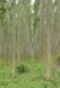 04783KwambonambiVeloppdragneTraer.jpg