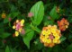 04800KwambonambiFlotteBlomster.jpg