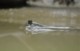 04839StLuciaAmfibiefisk.jpg