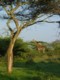 04882HluhluweMinFoersteGiraff.jpg