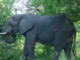 04883HluhluweMinFoersteElefant.jpg