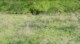 04893HluhluweMinFoersteLeopard.jpg