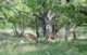 04899HluhluweDuelingAntilopes.jpg