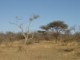 05079TransfrontierTypiskBush.jpg