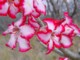 05175TransfrontierLittFineBlomster.jpg