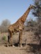 05176KrugerGomlegiraff.jpg