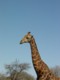 05177KrugerRynkegiraff.jpg