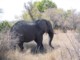 05178KrugerGammelfant.jpg