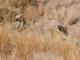 05183KrugerHyenemorOgHyenesoenn.jpg