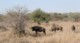 05184KrugerWildebeestGnu.jpg