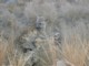05185KrugerBjoerneaktigHyenetryne.jpg