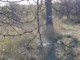 05203TransfrontierSkummelSkog.jpg