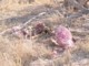 05207TransfrontierGiraffEtterFrokost.jpg