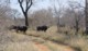 05210TransfrontierBuffaloes.jpg