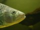 05245PretoriaTannfisk.jpg