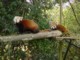 05280PretoriaHimalayabjoernerEllerNoe.jpg