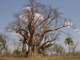05295VicFallsSvaerBaobab.jpg