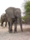 05428ChobeLeddelefant.jpg