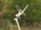 05440DragonflyBlendetAvBlitz.jpg