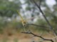 05442DragonflyTrueColours.jpg