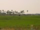 05446OkavangoElefantIMyra.jpg