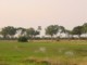 05449OkavangoGiraffOgSaann.jpg