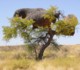 05554NamibiaWeaverBird-reir.jpg