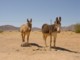 05561NamibiaSandenErGroennerePaaDenAndreSiden.jpg