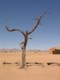 05563NamibiaTreSomSliterISolitaire.jpg