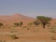 05624SossusvleiCrazyDune.jpg