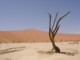 05630SossusvleiSaereTraerIDeadVlei.jpg