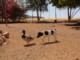 05649NamibiaJakthund.jpg