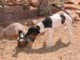 05650NamibiaStakkarsAnd.jpg