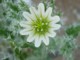05669AusLittFinKaktusblomst.jpg
