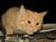 05741FishRiverCampkatt.jpg