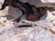 05758FishRiverCanyonKulFisle.jpg