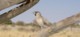 05769KokerboomwoudSpurv.jpg