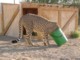 05804KokerboomwoudSultenKatt.jpg