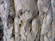 05807KokerboomwoudNaerbildeAvKoggertrebark.jpg